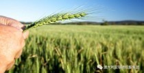 维州农业出口总值突破142亿澳元，中国需求大幅上涨45%